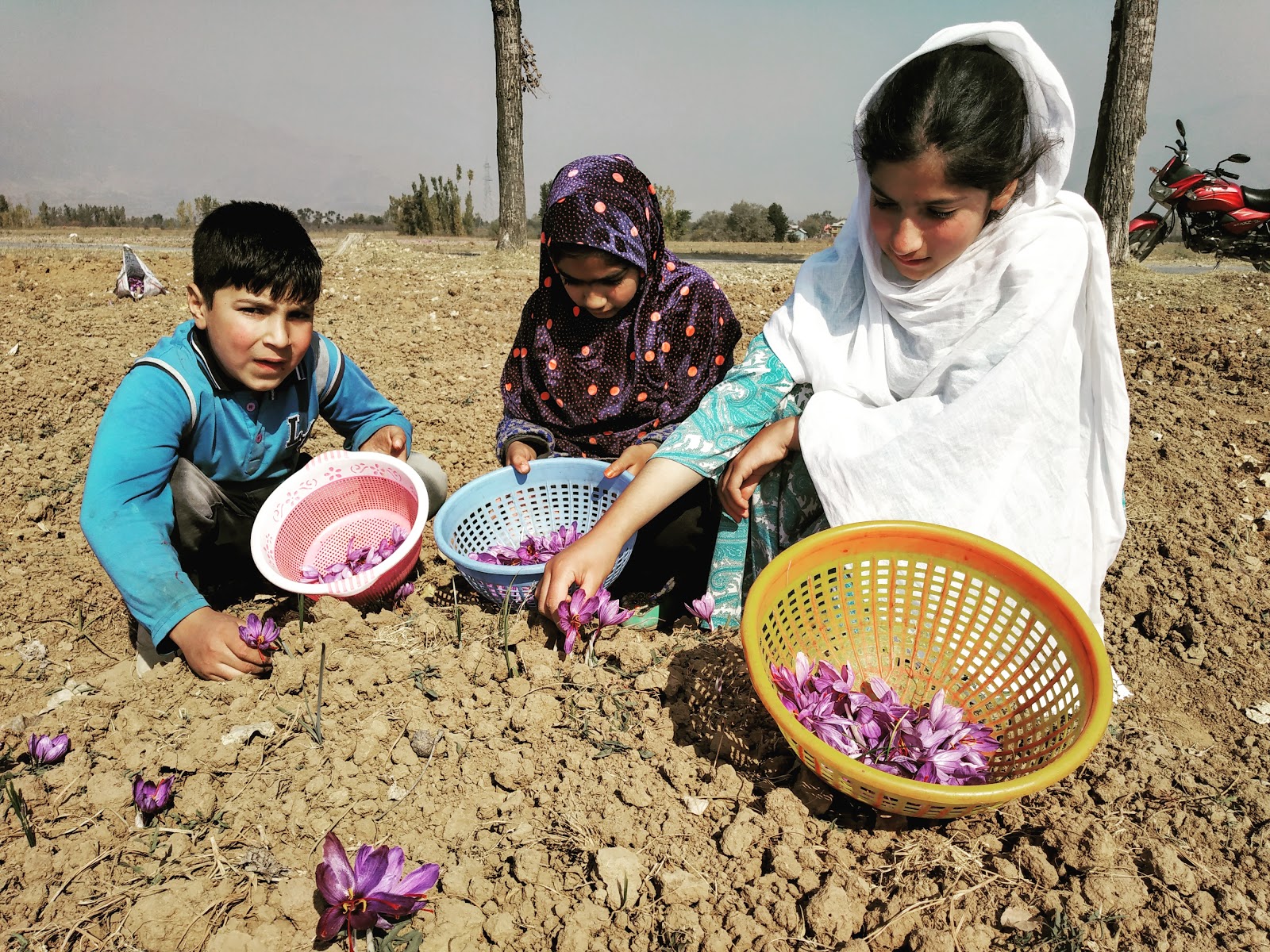 Saffron price per pound image