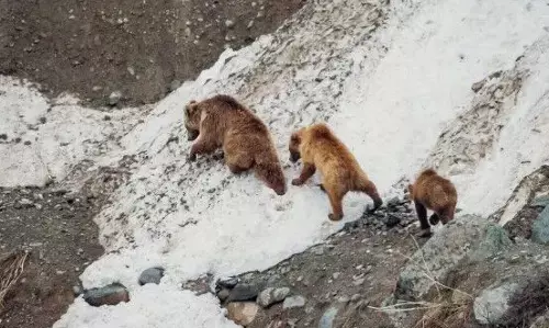 Brown Bears Edge Closer to Human Habitation in Kashmir Brown Bears Edge Closer to Human Habitation in Kashmir