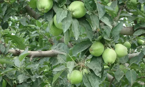 Kashmir Orchardists Warn of Premature Fruit Fall, Leaf Blotches Kashmir Orchardists Warn of Premature Fruit Fall, Leaf Blotches