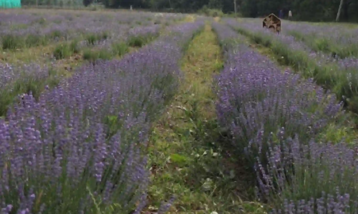 Purple Blossoms in Pulwama