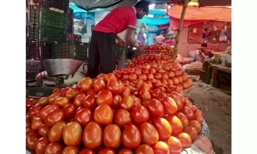 Farmers Worried About Crash in Tomato Prices