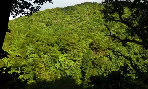 Deforestation and Infectious Disease