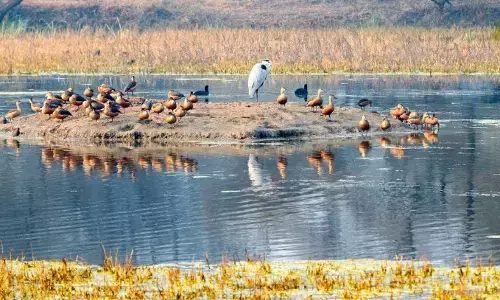 Restless Environmentalists