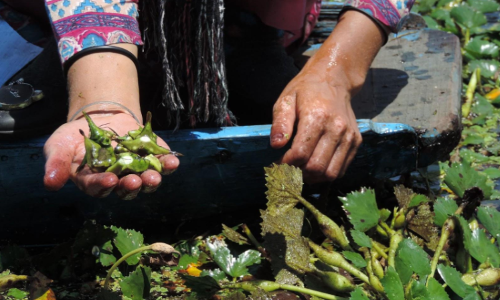 Edible Gems of Wular Lake : Photo story