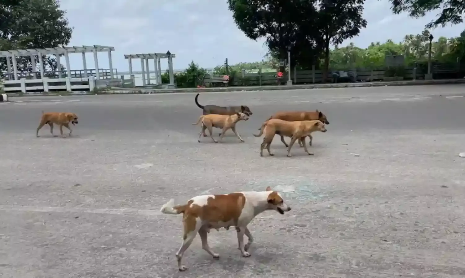 Rabies Endemic - Disaster Management Act for Street Dog Shelters in Kerala Rabies Endemic - Disaster Management Act for Street Dog Shelters in Kerala