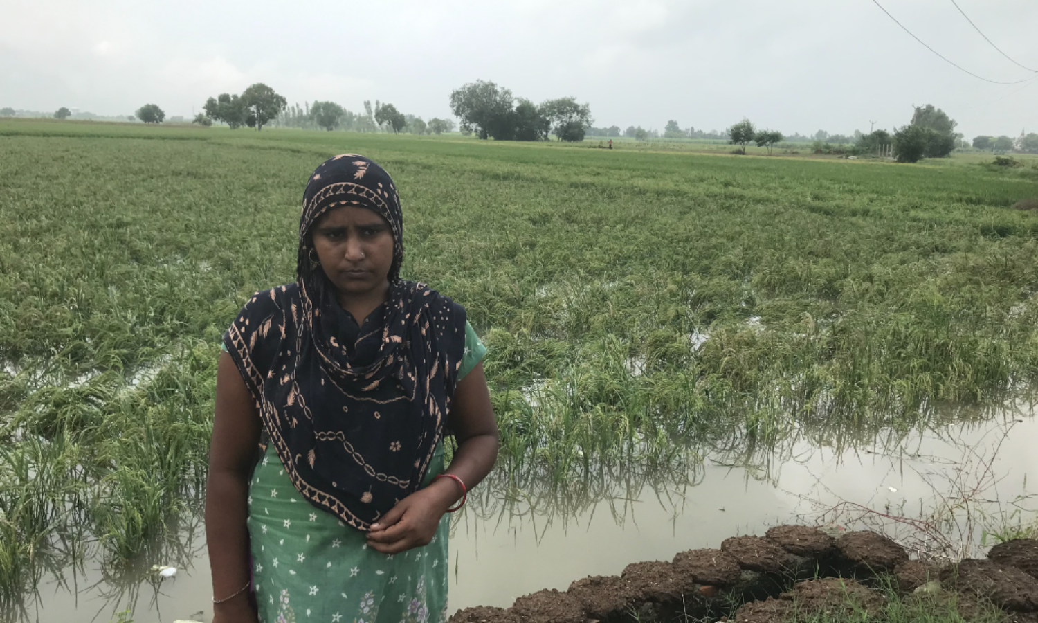 Incessant Rains Ruin Standing Crops, No Relief to Farmers