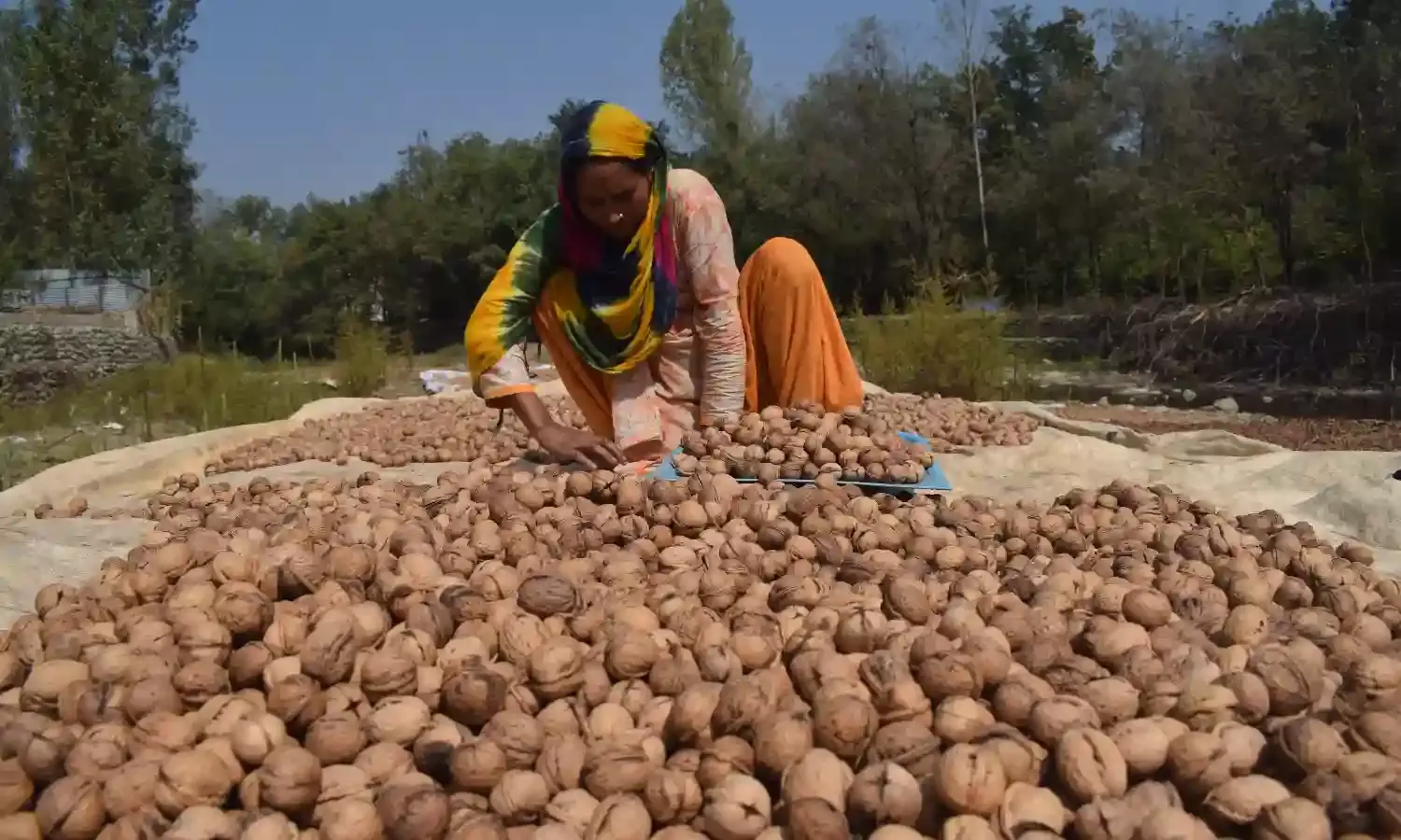 Eat Local Organic Walnuts, say Kashmir Farmers