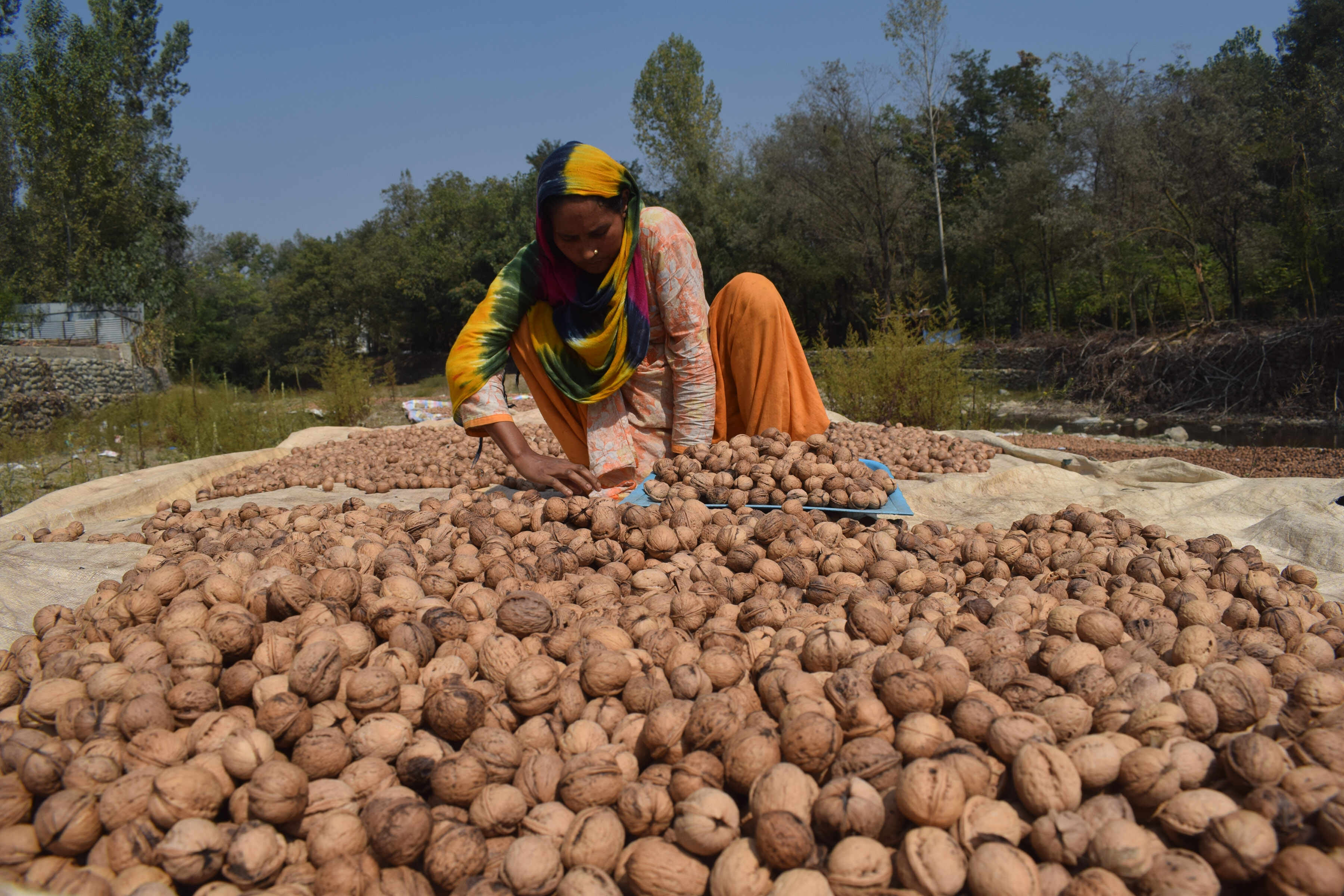 Eat Local Organic Walnuts, say Kashmir Farmers