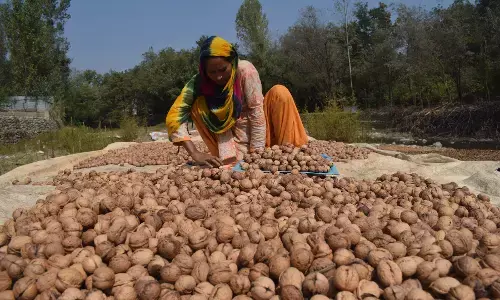 Eat Local Organic Walnuts, say Kashmir Farmers