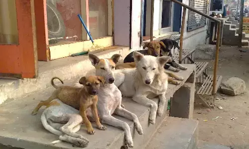 No Street for Street Dogs?