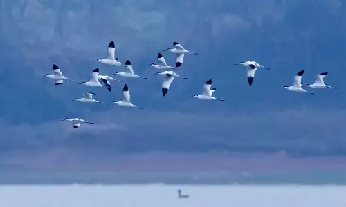 A Migration Like No Other