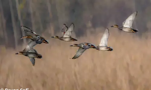 Saving Hokersar, Kashmirs Largest Wetland