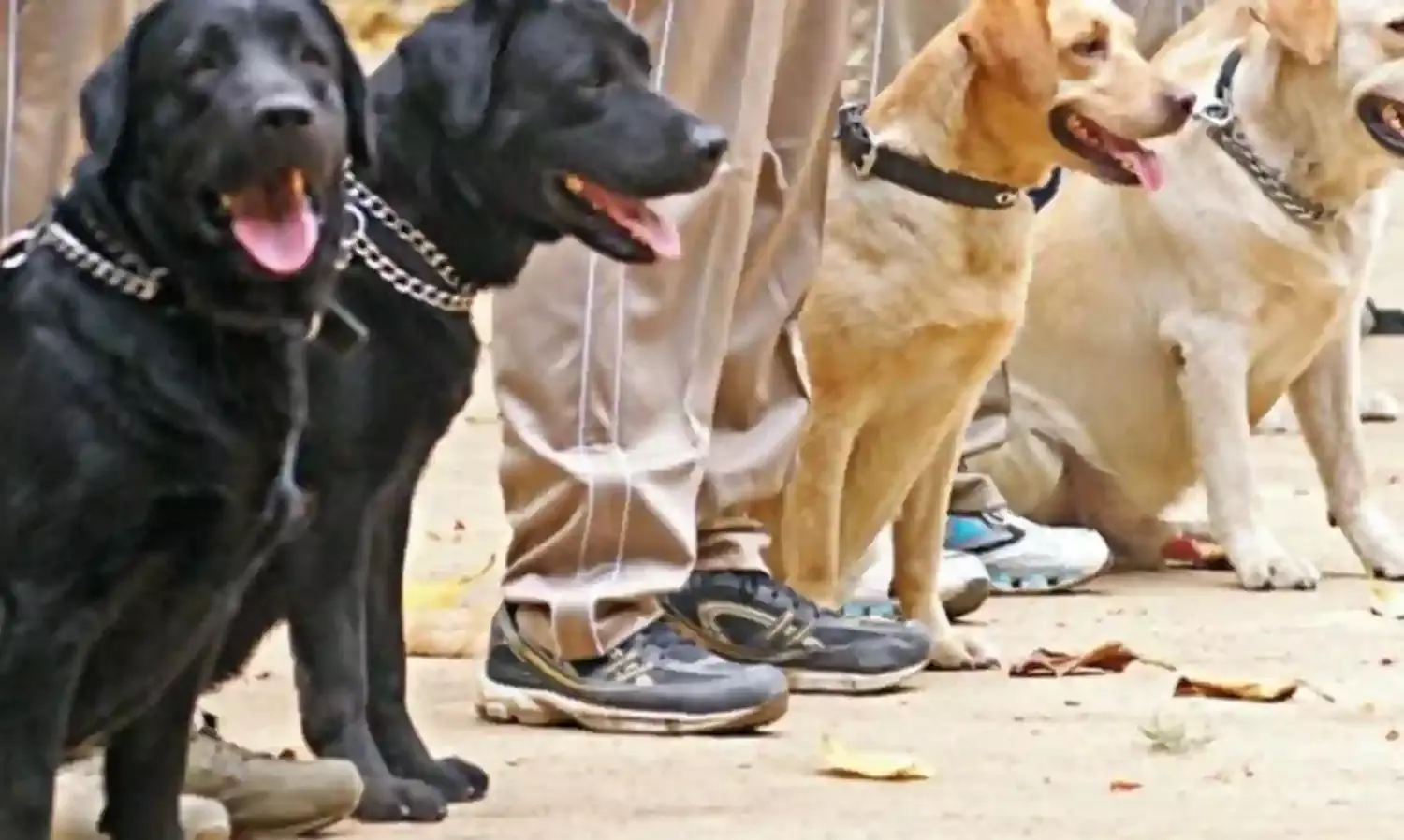 Whodunnit? - A Plea To Pardon Pregnant Lalcy Whodunnit? - A Plea To Pardon Pregnant Lalcy