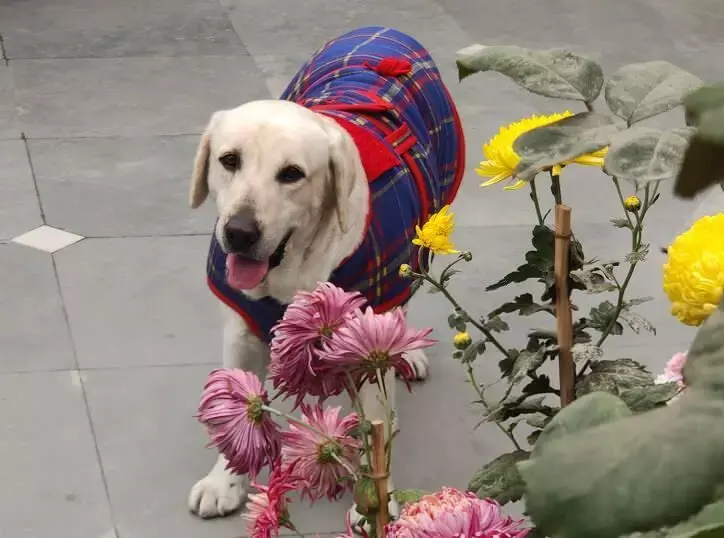 The Loss Of A Beloved Pet