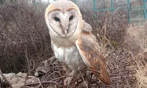 Capturing Owls Can Land You In Jail