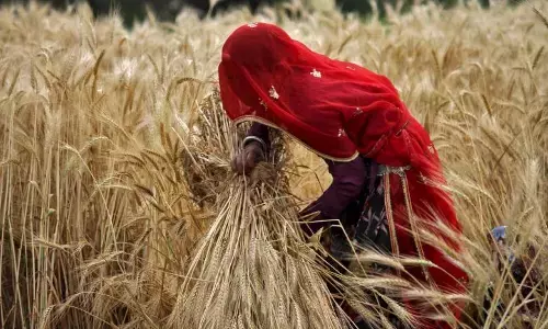 Women Farmers On The Front, And Yet Deprived