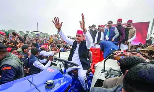 Potato’s Political Power