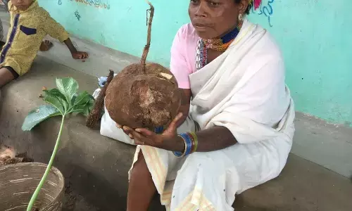 Forest Foods Can Boost Nutrition In Tribal Areas