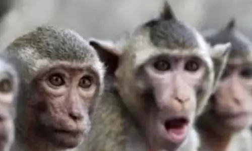 China Stands to Gain From The Monkey Menace In Sri Lanka