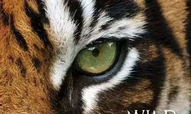 Wild Tales From The Forests