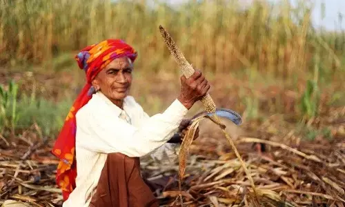 Millets Will Stabilise Food Production