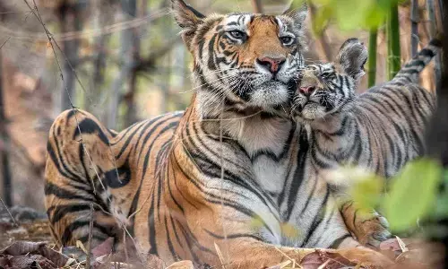 Man And Beast, The Eternal Conflict