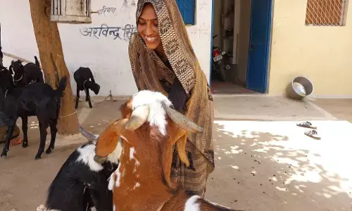 Meet Pashu Sakhis, The Goat’s Best Buddy