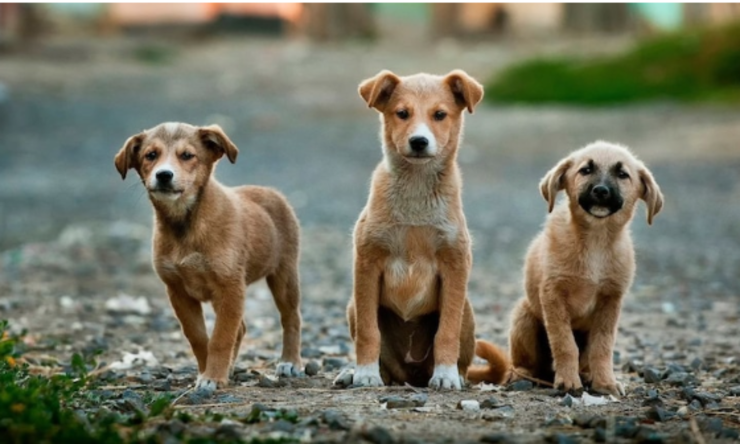 Sterilisation, Vaccination, The Best Fix For Stray Dog Problem