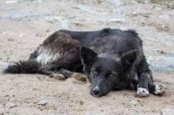 Abandonment Hits Dogs Hard Abandonment Hits Dogs Hard