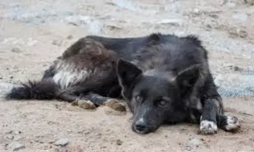 Abandonment Hits Dogs Hard