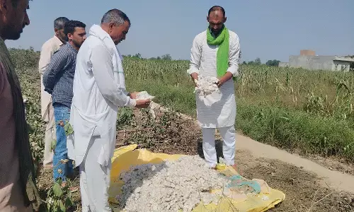 Pink Bollworm Wreaks Havoc On Haryana’s Cotton Crops Pink Bollworm Wreaks Havoc On Haryana’s Cotton Crops