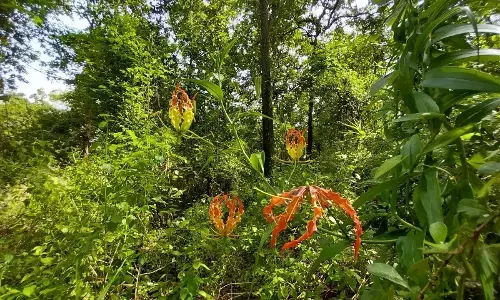 A Walk Through Kanha