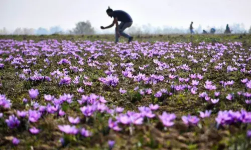 Saffron Season in Kashmir