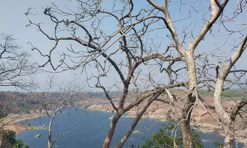 A Refuge for Gharials