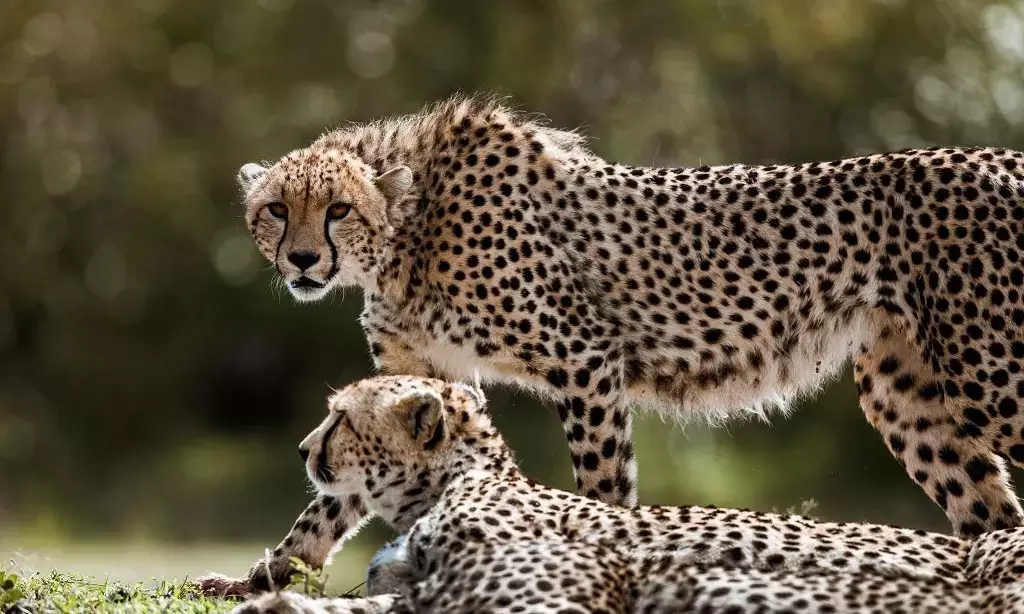 Requiem For Kuno’s Cheetahs Requiem For Kuno’s Cheetahs