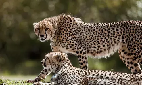 Requiem For Kuno’s Cheetahs