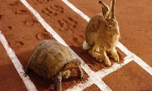 The Hare And The Tortoise
