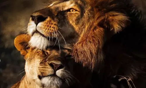 ‘Love Jihad’ In The Animal Kingdom!