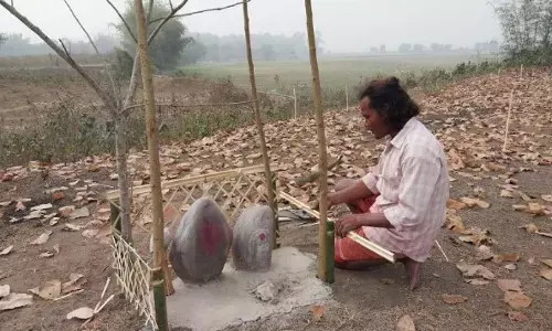 ‘The Elephants Eat Whatever Vegetables They Find’