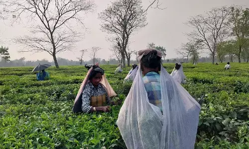Tea Plantations On Their Last Legs in Darjeeling