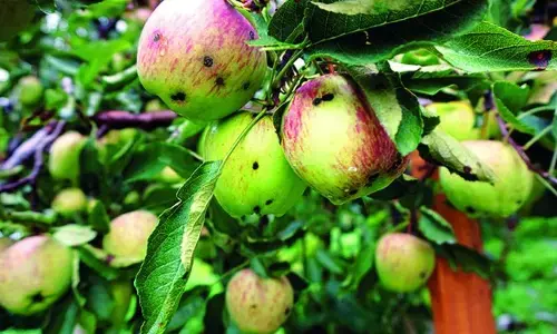 Himachal Pradeshs Apples Hit By Disease