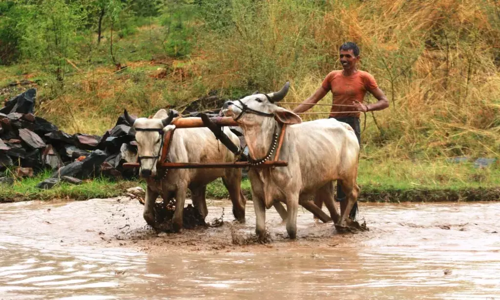 Budget 2024 Disappoints Farmers, MSP Remains a Dream