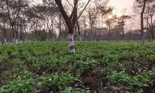 Elephants Trample Paddy, Betelnut, Bay Leaf Trees In Bengal