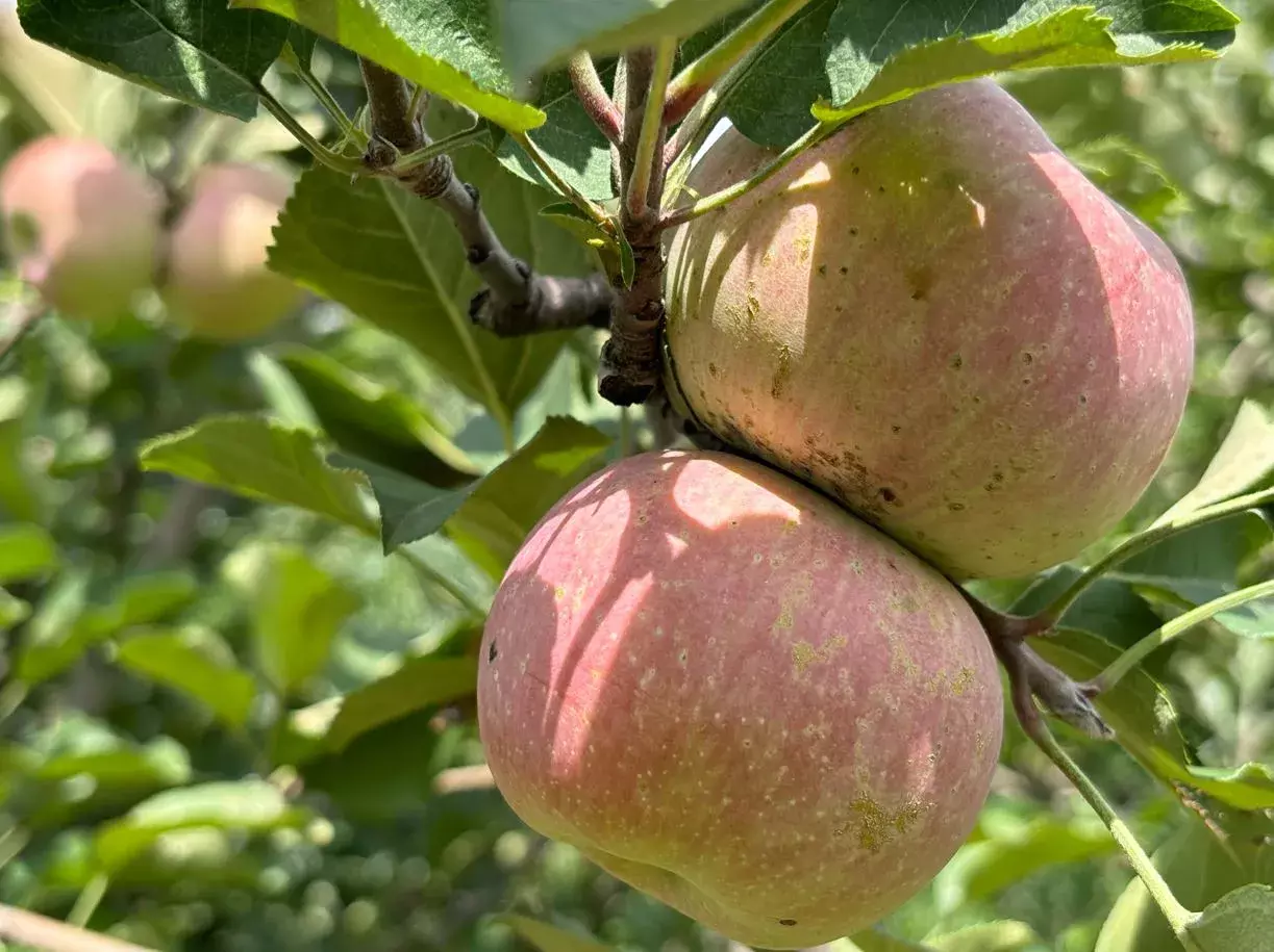 Apple Orchards Falling Victim To Climate Change