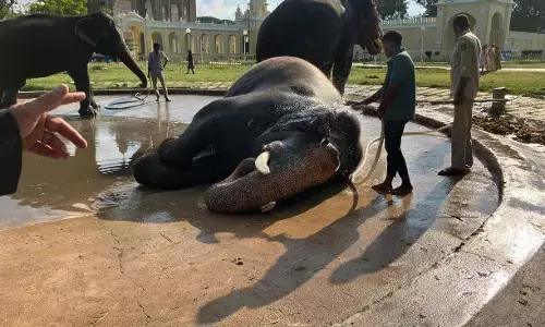 The Elephant And The Maharaja