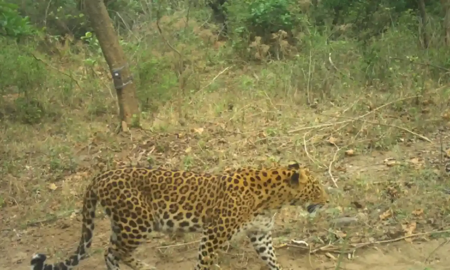 Where Man Battles Beast For Scarce Resources