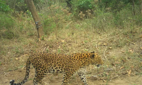 Where Man Battles Beast For Scarce Resources