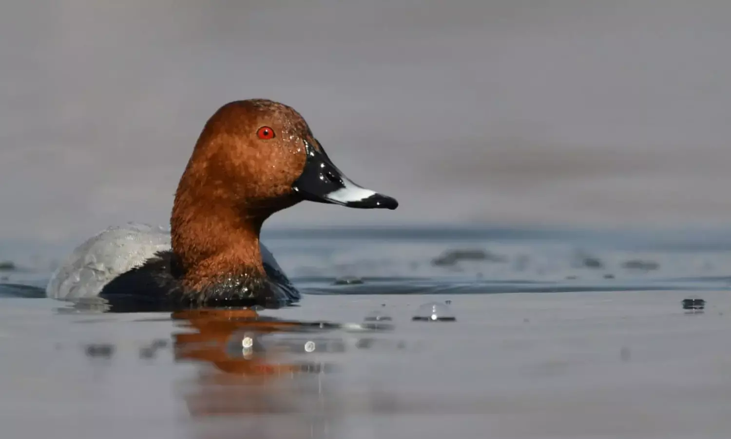 SOS from Hokersar Wetland SOS from Hokersar Wetland