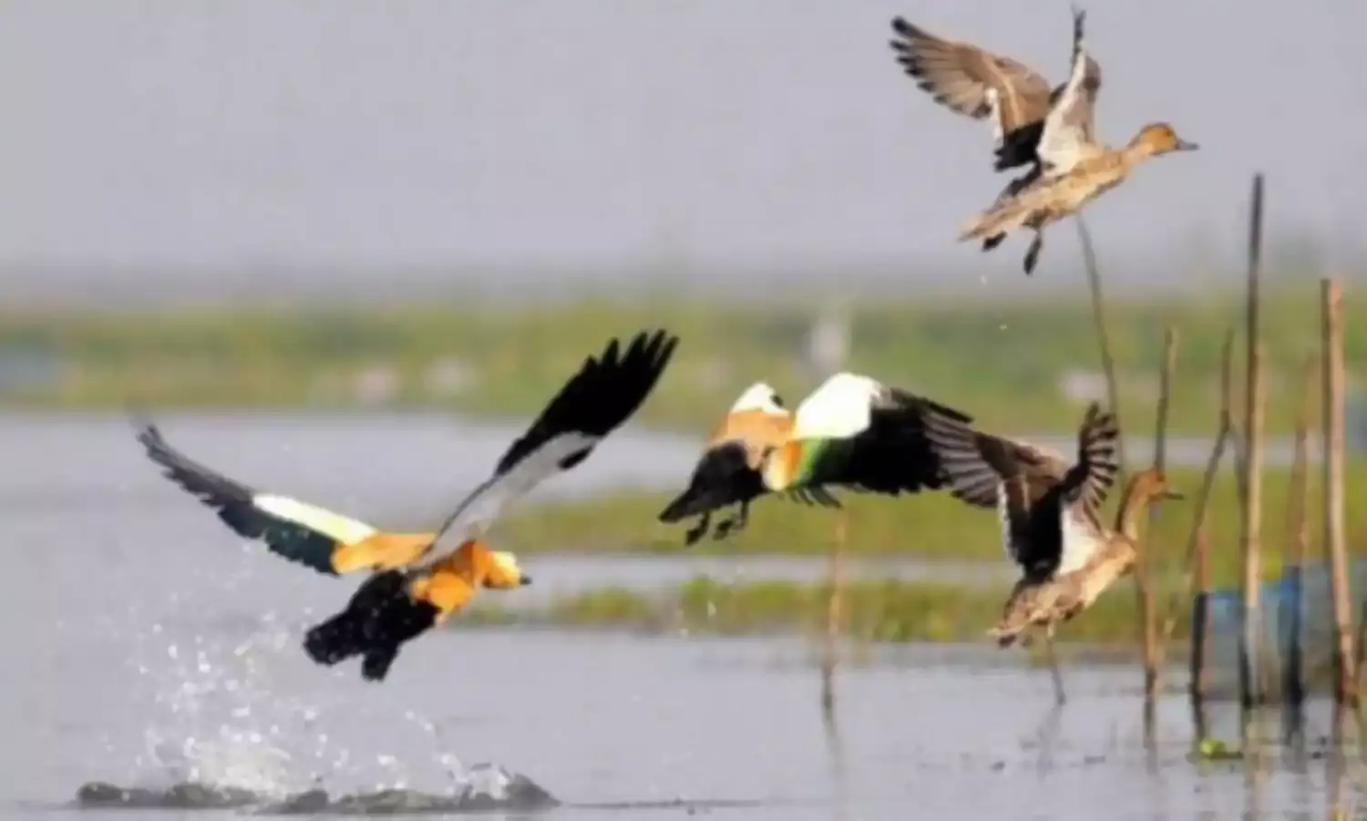 Sad Birds Still Sing Sad Birds Still Sing