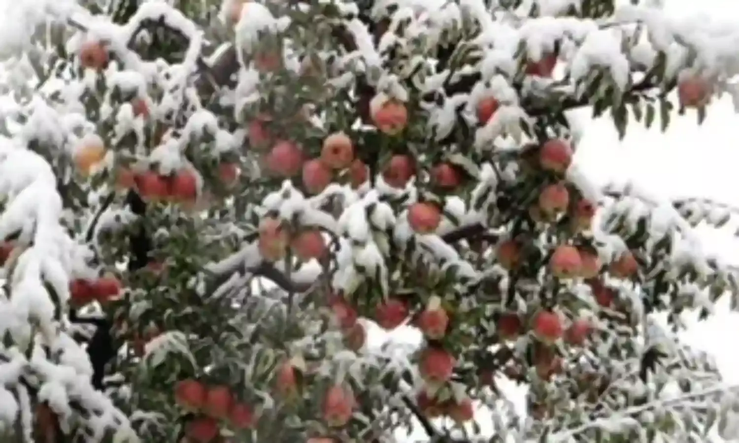 Another Blow for Kashmiri Apple Growers as Iranian Imports Hit Prices, Crop Health Another Blow for Kashmiri Apple Growers as Iranian Imports Hit Prices, Crop Health